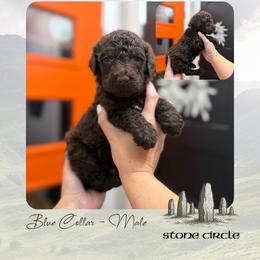 Stone Circle - Lt. Blue Collar - Chocolate male Goldendoodle puppy in Garland, Texas from Twilight Doodles