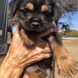 Border Terrier Puppies from Jessica’s Border Terriers