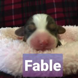 Pembroke Welsh Corgi Puppies from Whimsical Treasure Corgis