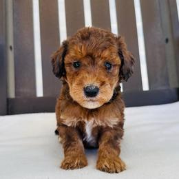 Clyde - Merle male Goldendoodle puppy in Auburn, Indiana from Martin’s Doodles