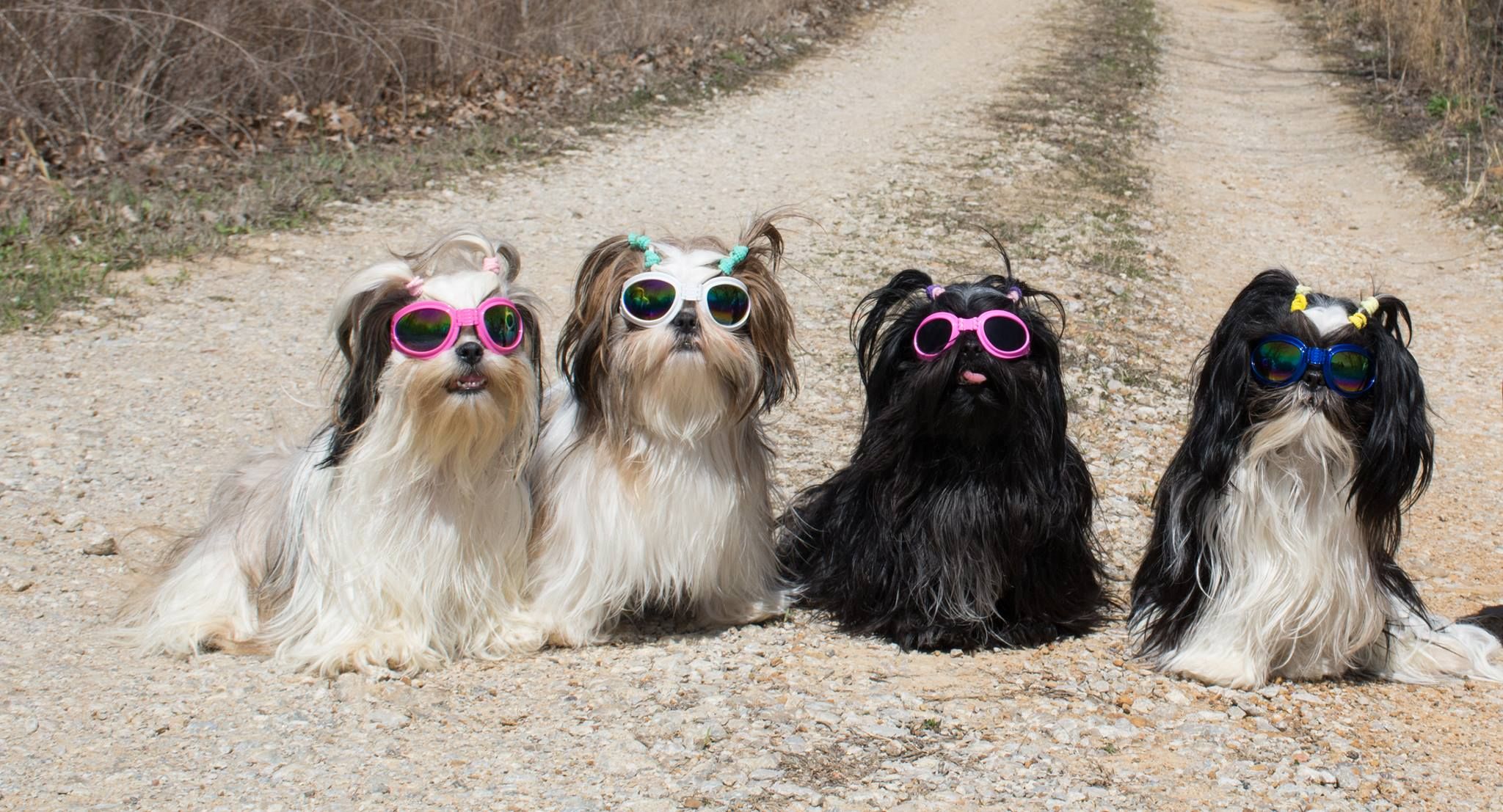 Shih tzu breeders in broken arrow fashion ok