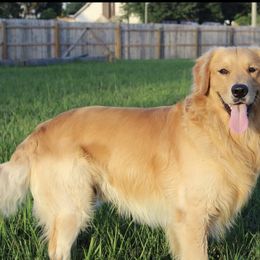 Wrigley - Golden Retriever