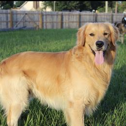 Wrigley - Golden Retriever