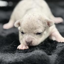 Hawk - Merle male Chihuahua puppy in Lee Center, New York from Alfheim-Andromeda Chihuahua's (A &A's)