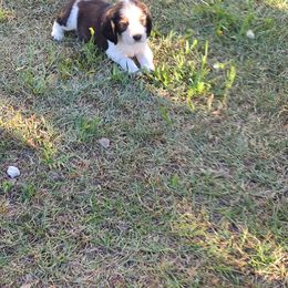 English Springer Spaniel Puppies from Savannah River Springers