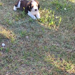 English Springer Spaniel Puppies from Savannah River Springers