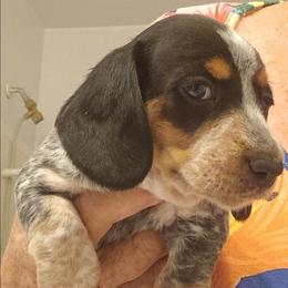 Dog On Dog - Piebald male Dachshund puppy in Pahrump, Nevada from Heaven Sent Doxies