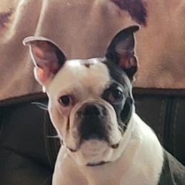 Queenie - Boston Terrier