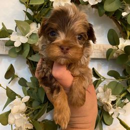 Leo - Fawn male Havapoo puppy in Dothan, Alabama from Leo’s Teddy Bear doodles
