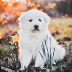 Border Collie and Maremma Sheepdog Puppies from 2J 2K Border Collies & Maremma Sheepdogs
