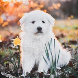 Border Collie and Maremma Sheepdog Puppies from 2J 2K Border Collies & Maremma Sheepdogs