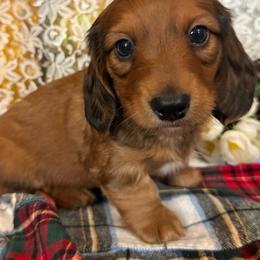 Martin - Sable male Dachshund puppy in Mountain Home, Arkansas from Furry Friends Kennel