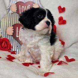 Belle - Black and white female Cavalier King Charles Spaniel puppy in Stilwell, Oklahoma from Love Bug Cavaliers