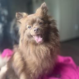 Lilly - Pomeranian