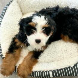 Bernedoodle, Bernese Mountain Dog, and Golden Retriever Puppies from Mercy Mountain Bernedoodles