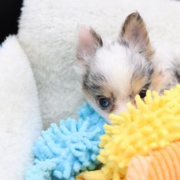 Amelia - Merle female Chihuahua puppy in Tulsa, Oklahoma from H-3 Chihuahuas