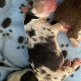 Emily - Australian Shepherd puppy in Poway, California from Side Tongue Shepherds