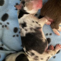 Emily - Australian Shepherd puppy in Poway, California from Side Tongue Shepherds