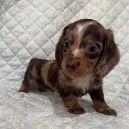 Boy 1 - Dapple male Dachshund puppy in Galax, Virginia from Dells  Dachshund’s