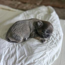 Shihpoo and Shih Tzu Puppies from The Luckie Puppy