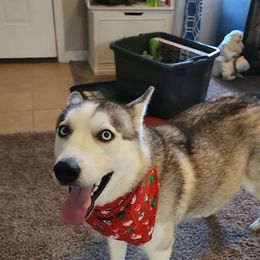 Hera - Siberian Husky