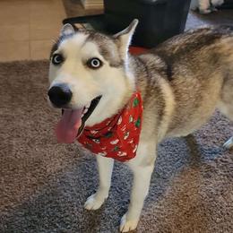 Hera - Siberian Husky
