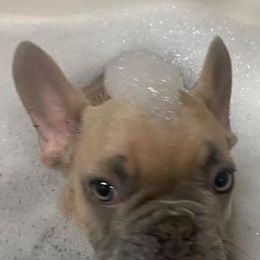 French Bulldogs from Rhonda Larkins' French Bulldogs