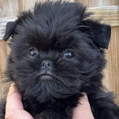 Affenpinscher and Rhodesian Ridgeback Puppies from Tamari Affenpinchers and Oakhurst Rhodesians