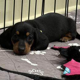 Cider (green) - Black and tan female Dachshund puppy in Shawnee, Oklahoma from Magic Eagle Miniature Dachshunds