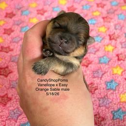 Orange Sable boy - Orange sable male Pomeranian puppy in Lehi, Utah from Candy Shop Poms