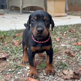 Autumn - Black and rust female Doberman Pinscher puppy in Toney, Alabama from Bhon Mhuir Dobermanns