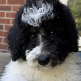 Australian Mountain Doodles, Bernedoodles, and Double Doodles from Jeanie’s Doodles