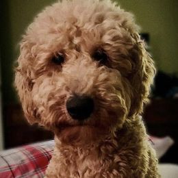 Major - Goldendoodle