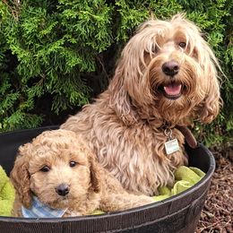 Labradoodles from Dancing Doodles