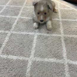 Boy 3 - Shetland Sheepdog puppy from Stacey's Shelties