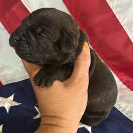 Purple collar - Black brindle female Cane Corso puppy in Tucson, Arizona from Cane Corso Friends