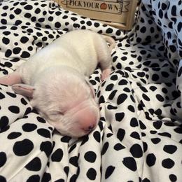 Rolly - White and black male Dalmatian puppy in Mesa, Arizona from Lauren's Dalmatians