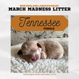 Tennessee - Cream Australian Labradoodle puppy in Mendon, Massachusetts from New England Labradoodles