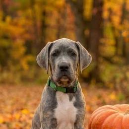 Koko - Blue brindle female Great Dane puppy in Altoona, Alabama from Sovereignty Woods Great Danes