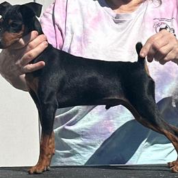 Porter - Black and rust male Miniature Pinscher puppy in Nashville, Tennessee from Aztex Min Pins