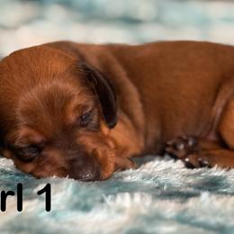 Red Girl 1 - Red female Dachshund puppy in Hickory, Kentucky from NanoDachs