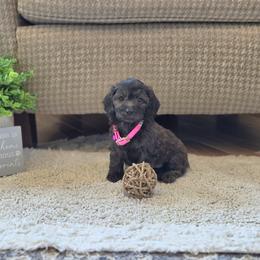 F1B Meet Lila :) - Brown female Cavapoo puppy in Centerville, Iowa from Barnyard Dachshunds, Dals & Doodles