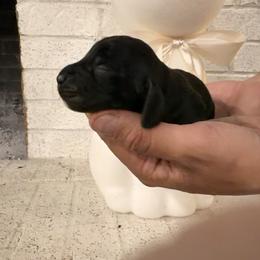 Connor - Black and white male Basset Hound puppy in Lubbock, Texas from Hound House