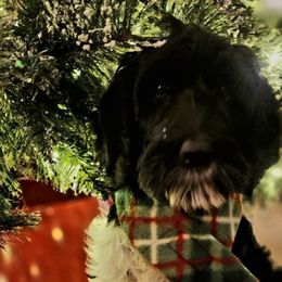 Ellipsis - Black Labradoodle puppy in Somerset, California from Annie’s Animals