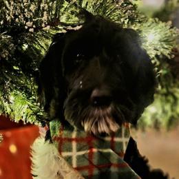 Ellipsis - Black Labradoodle puppy in Somerset, California from Annie’s Animals