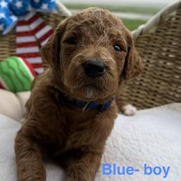 Boy 4 - Chocolate male Goldendoodle puppy in Clermont, Florida from Da Ruba Doodles