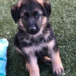 German Shepherds from Diane's German Shepherds