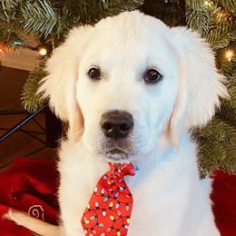 Golden Retriever Puppies from MayHaven English Cream Retrievers