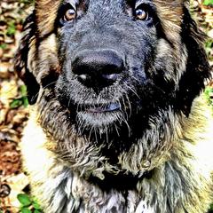 Great Pyrenees and Leonberger Puppies from Easter Acres