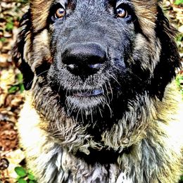 Great Pyrenees and Leonberger Puppies from Easter Acres